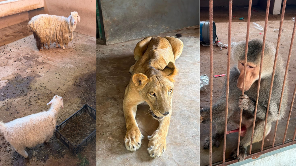 Tigres, jaguares y monos araña: aseguran 135 animales exóticos en Tamaulipas
