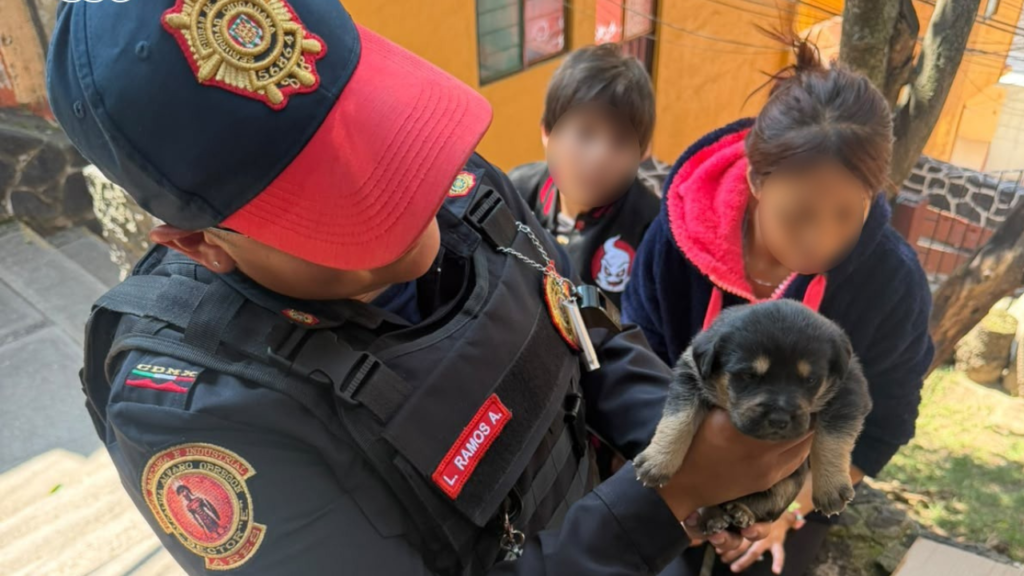 Abandonan a 7 perritos en calles de Álvaro Obregón; policías buscarán darles un hogar