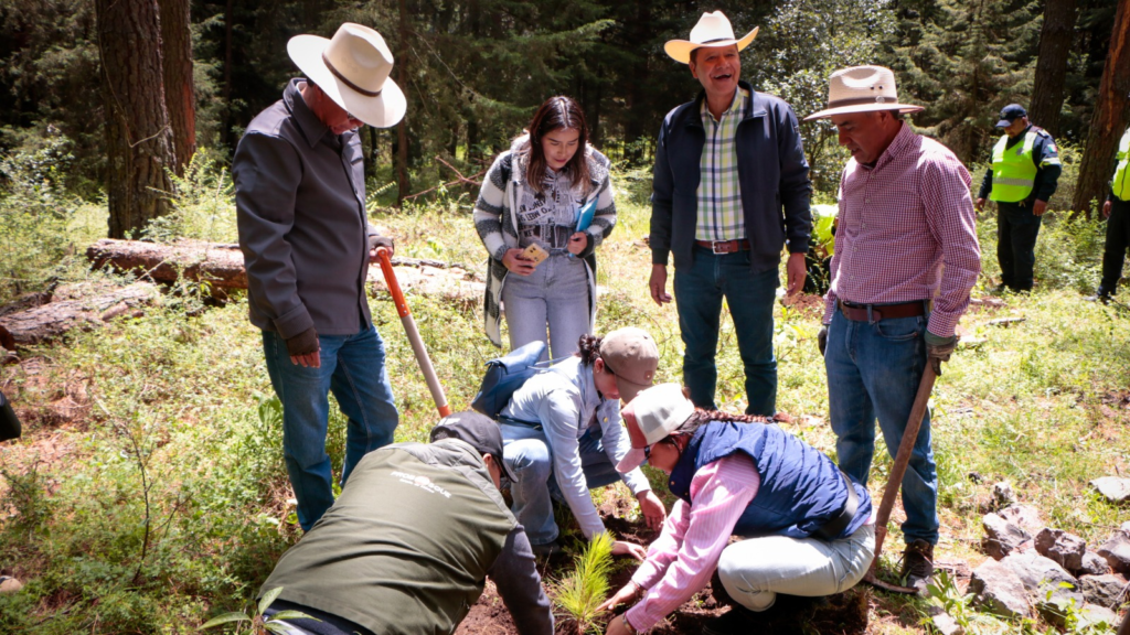 Detectan daños por plaga en bosque de Timilpan; Edomex aplica plan de restauración