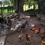Brote de infección viral en Brasil provoca suspensión de importación de aves a México