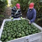 Sheinbaum firma acuerdo para impulsar producción y exportación aguacatera