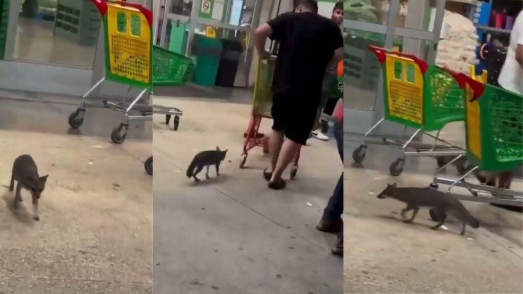 Alerta en Cancún por rabia: buscan a quienes tuvieron contacto con una zorra gris