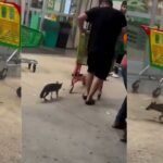 Alerta en Cancún por rabia: buscan a quienes tuvieron contacto con una zorra gris