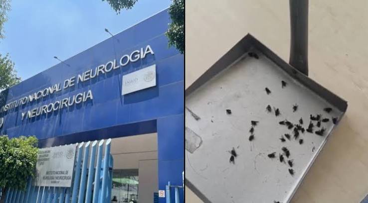 Detectan moscas en el Instituto de Neurología de CDMX; reprograman cirugías por fumigación